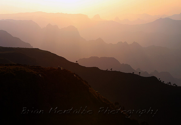 Rare Geladas, back lit on the ridge in Ethiopia.