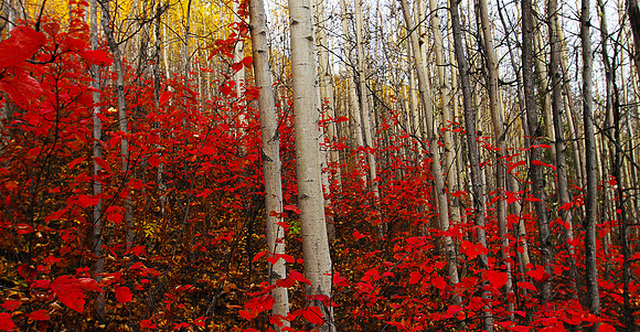 Alaskan Fall Colors  Canvas 16x32