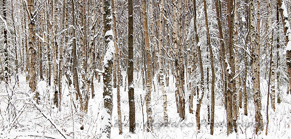 Alaska Winter