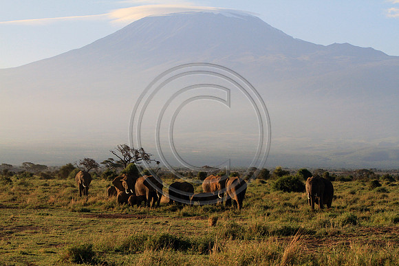 Mt.Kilimanjaro, Amboseli National Park