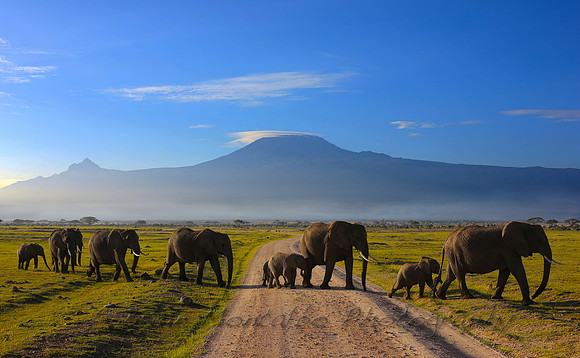 Land of giants. Mt.Kilimanjaro in the early morning, Amboseli National Park