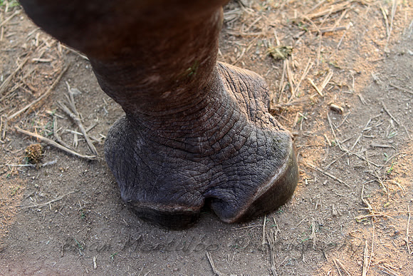 Black Rhino Foot