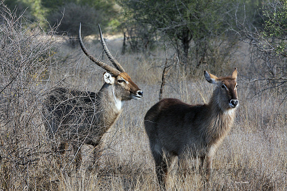 Water Buck, Male and female, Kruger National Park