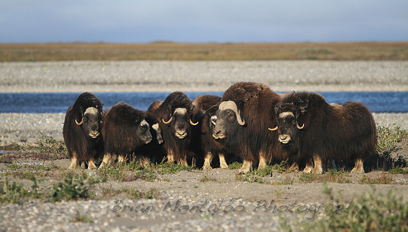 Musk Ox,   Arctic Plains