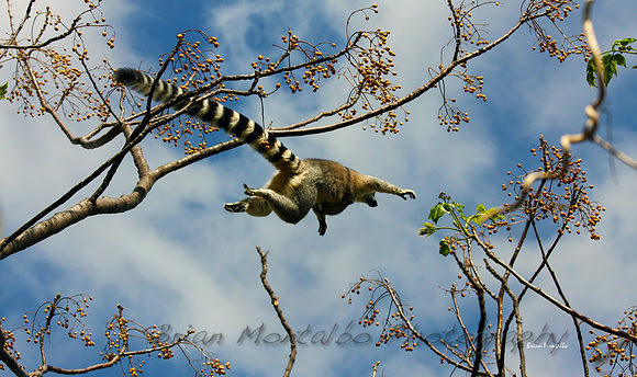Leaping Ring Tailed Lemur, Madagascar .  Had to time this one perfectly