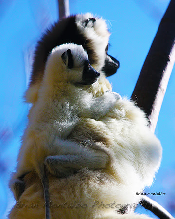 Madagascar Lemur