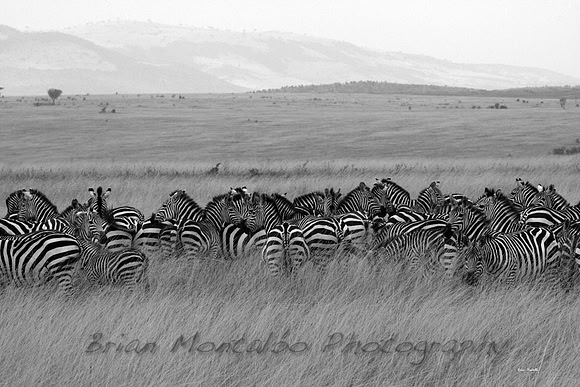 Masai Mara, Kenya