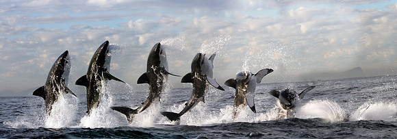 Breach sequence of great white shark, South Africa