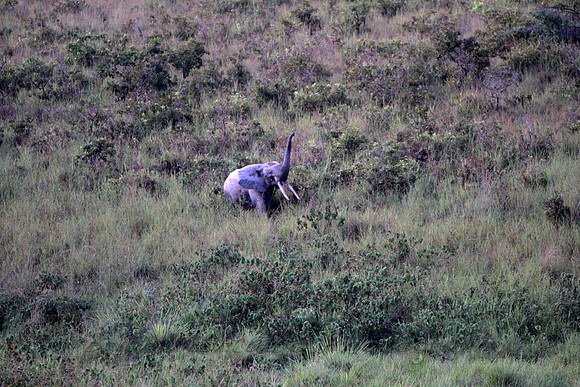 Big tusker, Forest Elephant,  Picture taken after sunset.