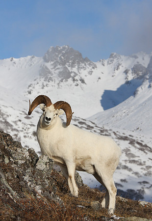 Beautiful Alaska Ram