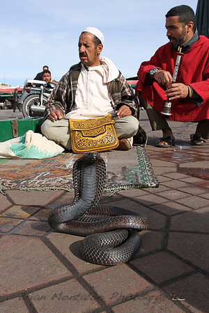 Morocco.  Nothing is more moroccan than snake charmers.