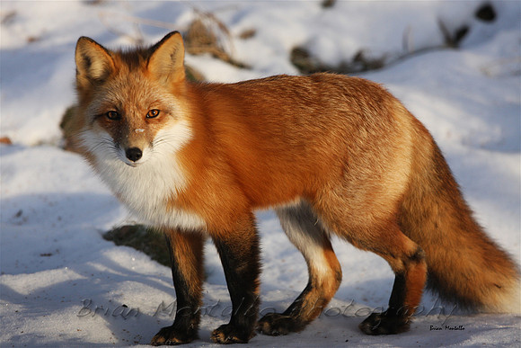 Red Fox. Nothing more beautiful than a fox's winter coat.