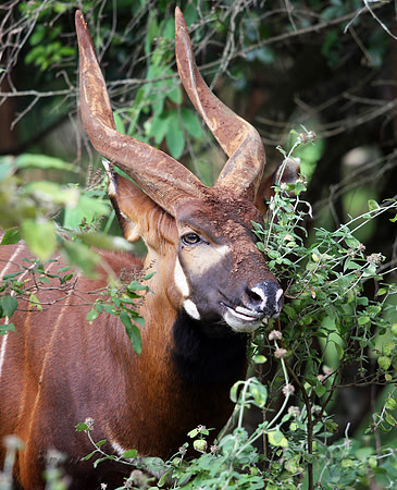 Bongo Buck