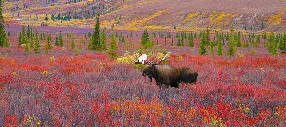 A trophy being hunted with only a camera