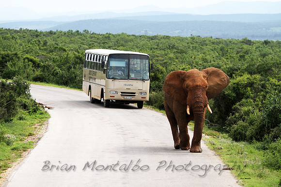 Addo Elephant National Park