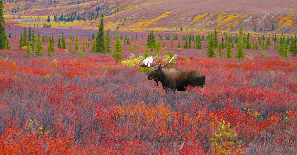 Alaska Moose