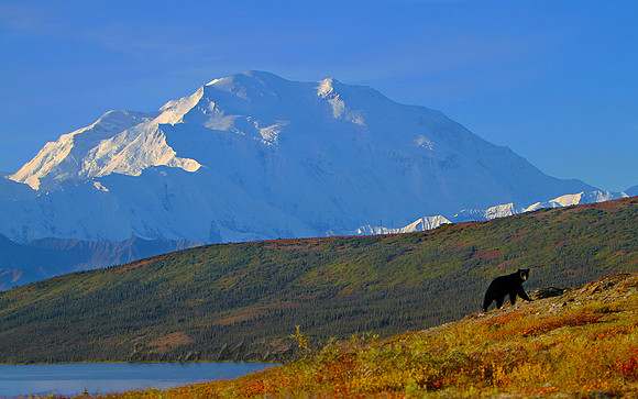 Black bear walking in front of Mt.Mckinley