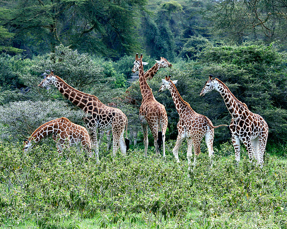 Giraffes, Lake Nakuru National Park. Usually see them alone, but a group makes for a party