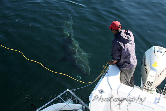 Nothing captures so much excitement and fear, as watching a great white shark approach your boat.