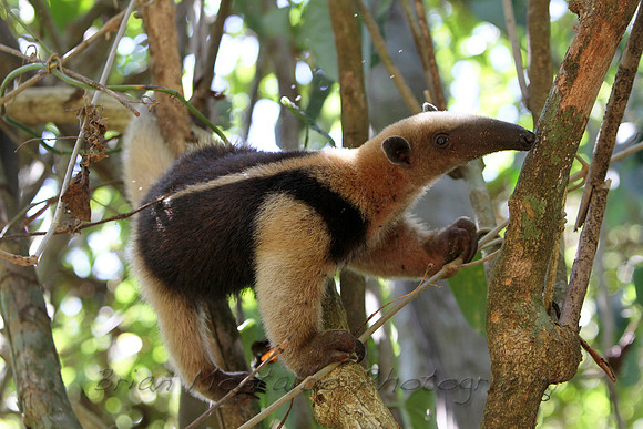 Tamandua Anteater, Corcovado National Park, Costa Rica