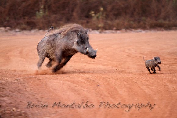Male warthog trying to kill baby.