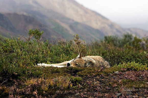 Sleeping Wolf, Denali National Park Alaska