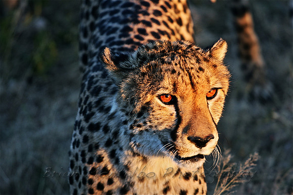 Namibia. Meet the fastest land animal upclose.  There future isn't this bright.