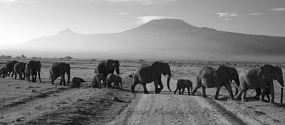 African Elephants
