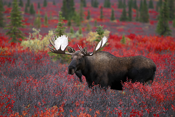 Alaska Moose Beautiful Fall Colors