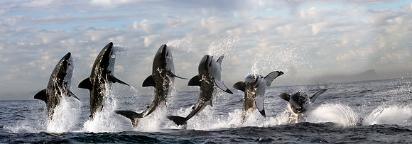 Breach sequence of great white shark, South Africa