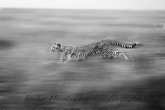 Speed of the cheetah.