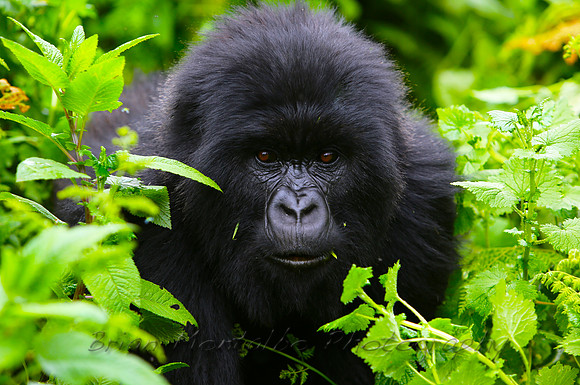 Member of the famous Susa group. Rwanda