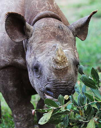 Baby Black rhino.  Black rhino's are on the fast track to extinction