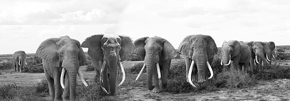 Composite photo of Amboseli's big tuskers