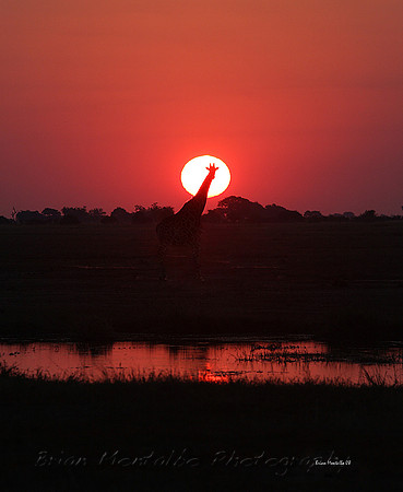 Sunset Giraffe, Chobe Reserve. Harder than you think to capture a animal in the setting sun.