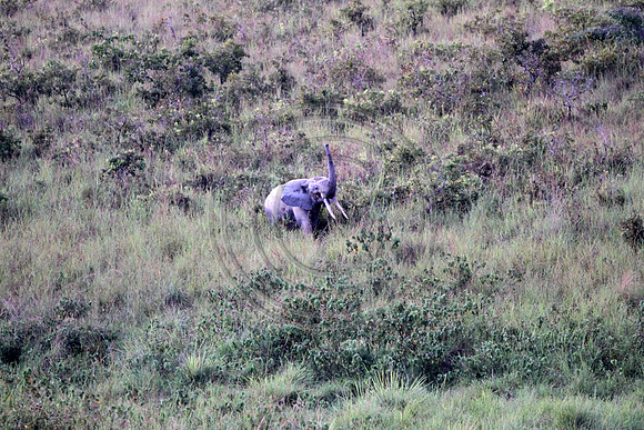 After Sunset, forest elephants come out of the forest