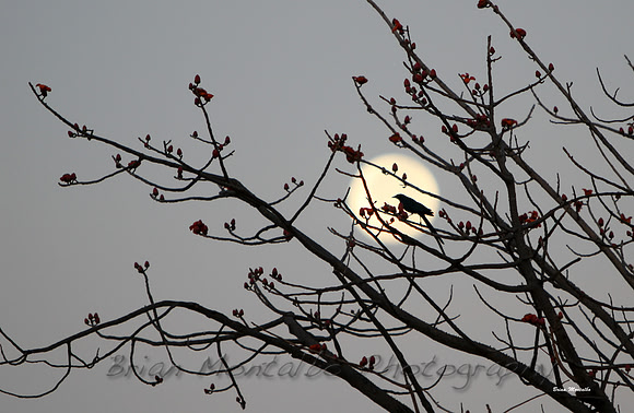 Bird in the moon
