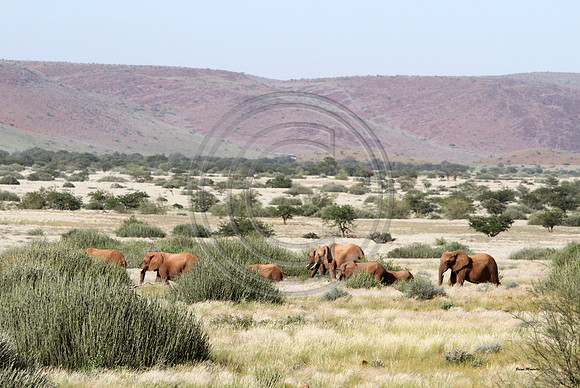 Desert Elephants of Namibia