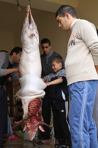 butchering sheep for muslim holiday