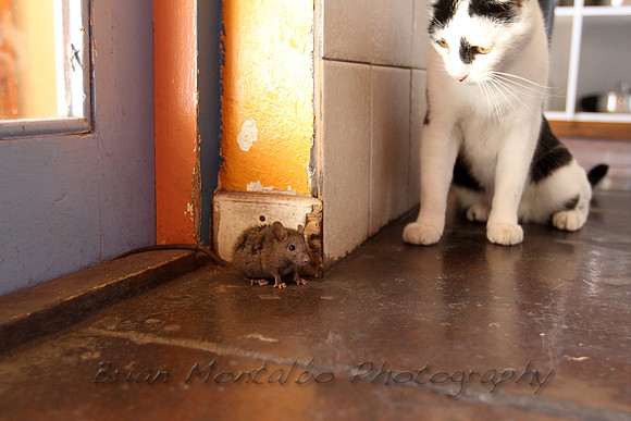 Cat and mouse