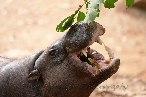 Pigmy Hipp