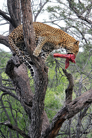 Leopard, Namibia. Never get sick of photographingthese amazing animals