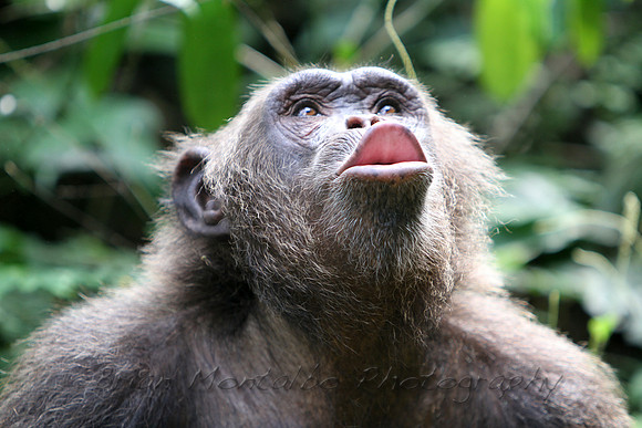 Chimp calling