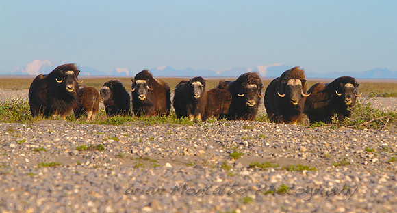 Musk Ox on Alaskan Arctic Plains.  Looks best on 16x48 Canvas Print