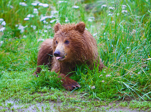 Brown Bear Cub