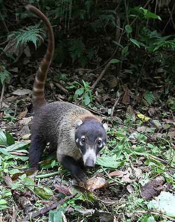 Coati