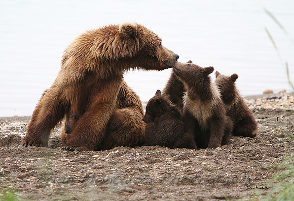 Even with four cubs this mama still has the gentle touch