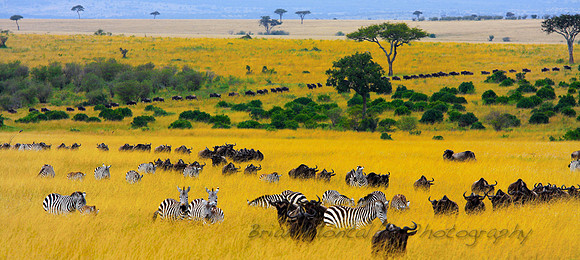 Amazing wildebeest migration
