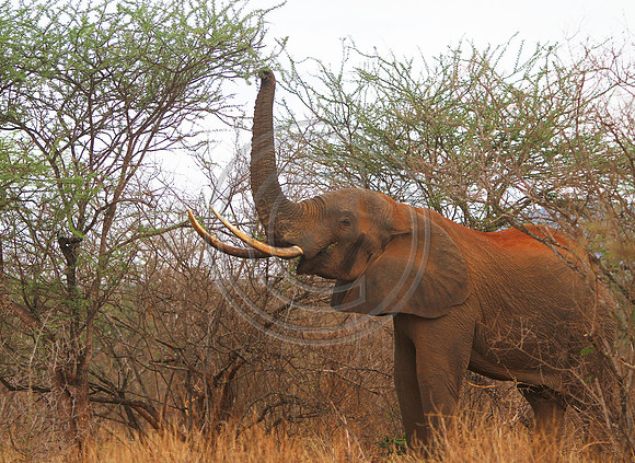 Tsavo West National Park