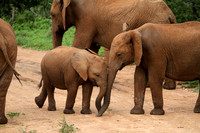 Addo Elephant National Park, South Africa